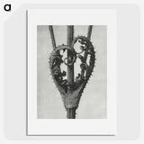 1-73_Karl-Blossfeldt_picture