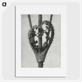 1-73_Karl-Blossfeldt_picture