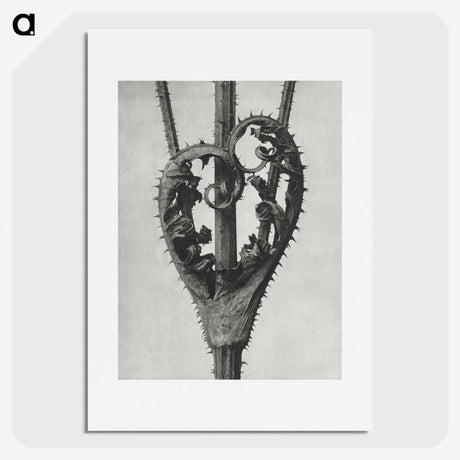 1-73_Karl-Blossfeldt_picture