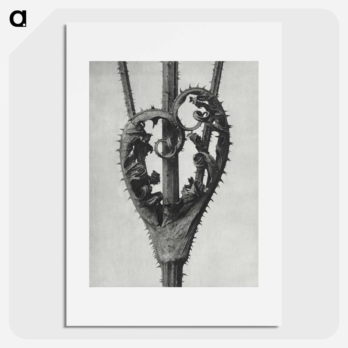 アートポスター-Dipsacus Laciniatus (Cutleaf Teasel) - カール ブロスフェルト Poster.