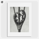 アートポスター-Dipsacus Laciniatus (Cutleaf Teasel) - カール ブロスフェルト Poster.