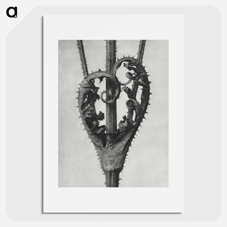 アートポスター-Dipsacus Laciniatus (Cutleaf Teasel) - カール ブロスフェルト Poster.