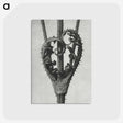 1-73_Karl-Blossfeldt_postcard