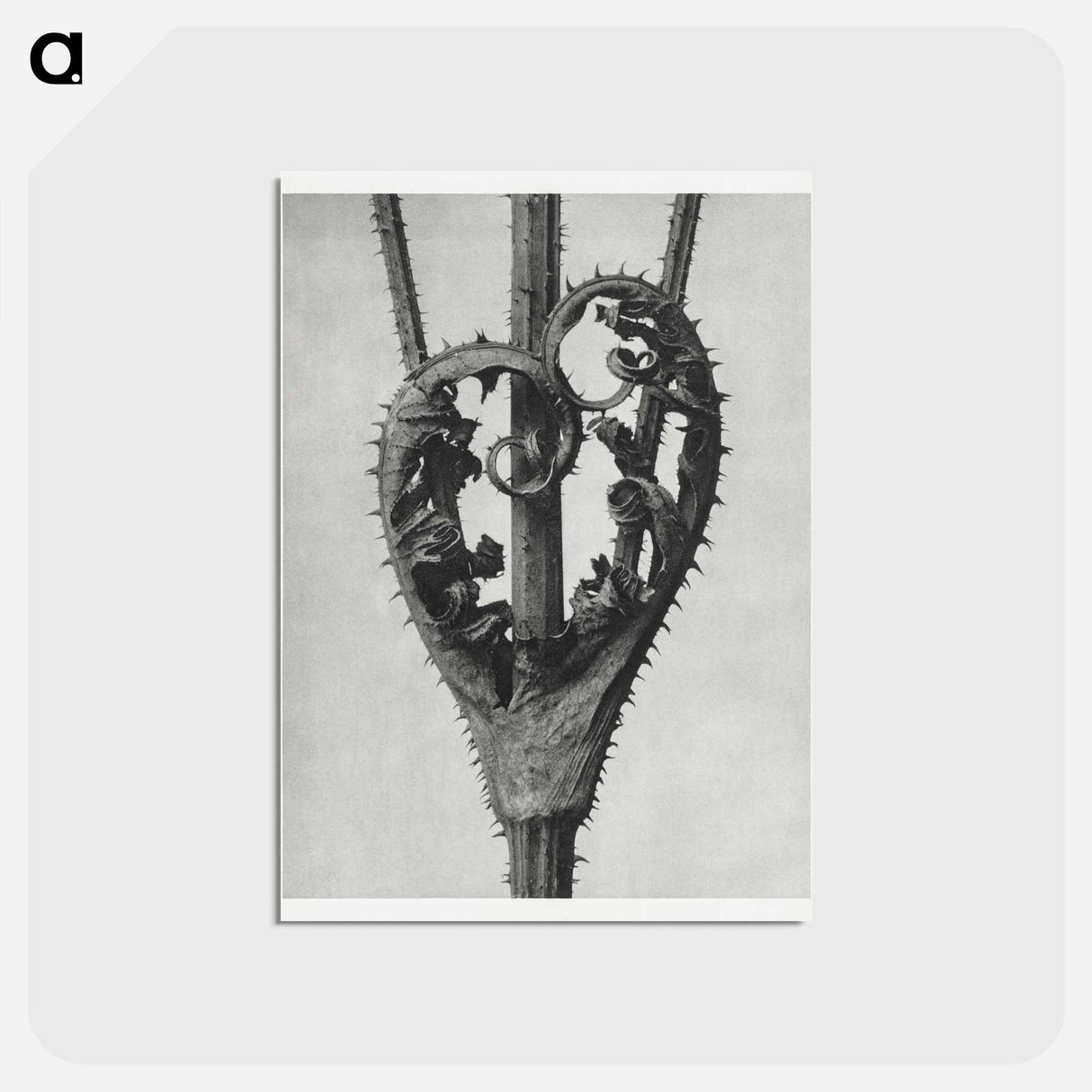 アートポストカード-Dipsacus Laciniatus (Cutleaf Teasel) - カール ブロスフェルト Postcard.