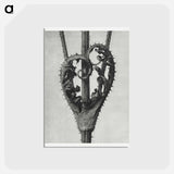 アートポストカード-Dipsacus Laciniatus (Cutleaf Teasel) - カール ブロスフェルト Postcard.