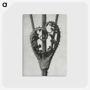 1-73_Karl-Blossfeldt_postcard