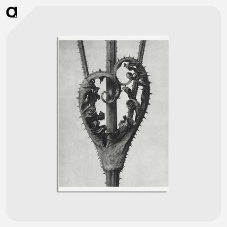 アートポストカード-Dipsacus Laciniatus (Cutleaf Teasel) - カール ブロスフェルト Postcard.