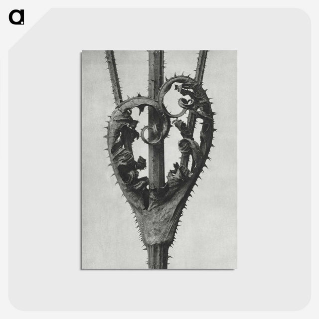 1-73_Karl-Blossfeldt_postcard