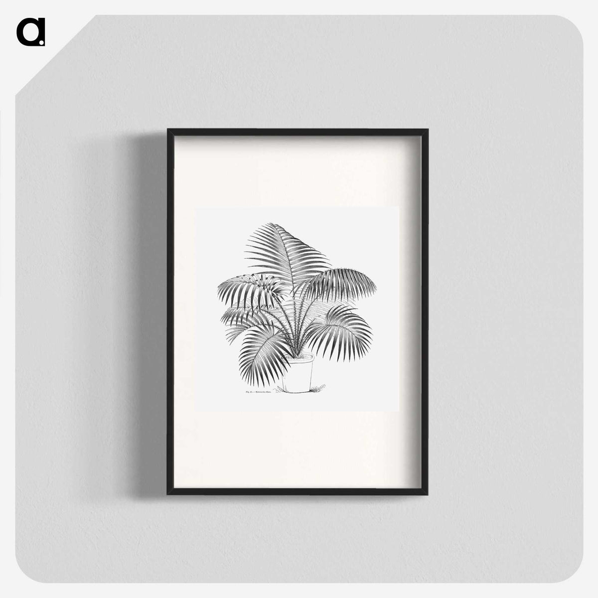 1-73_Les-Palmiers-Histoire-Iconographique_blk