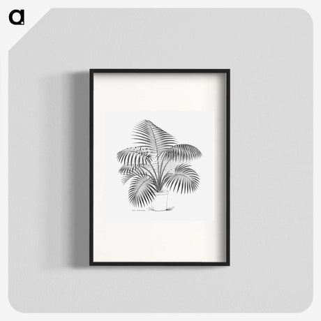 1-73_Les-Palmiers-Histoire-Iconographique_blk