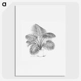 1-73_Les-Palmiers-Histoire-Iconographique_picture