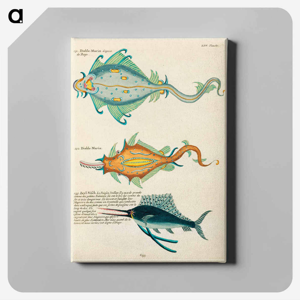 アートパネル-Moluccan Fishes
 - ルイ ルナール Canvas.