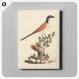 アートパネル-Blue-Headed Coucal
 - ルイージ バルガーニ Canvas.