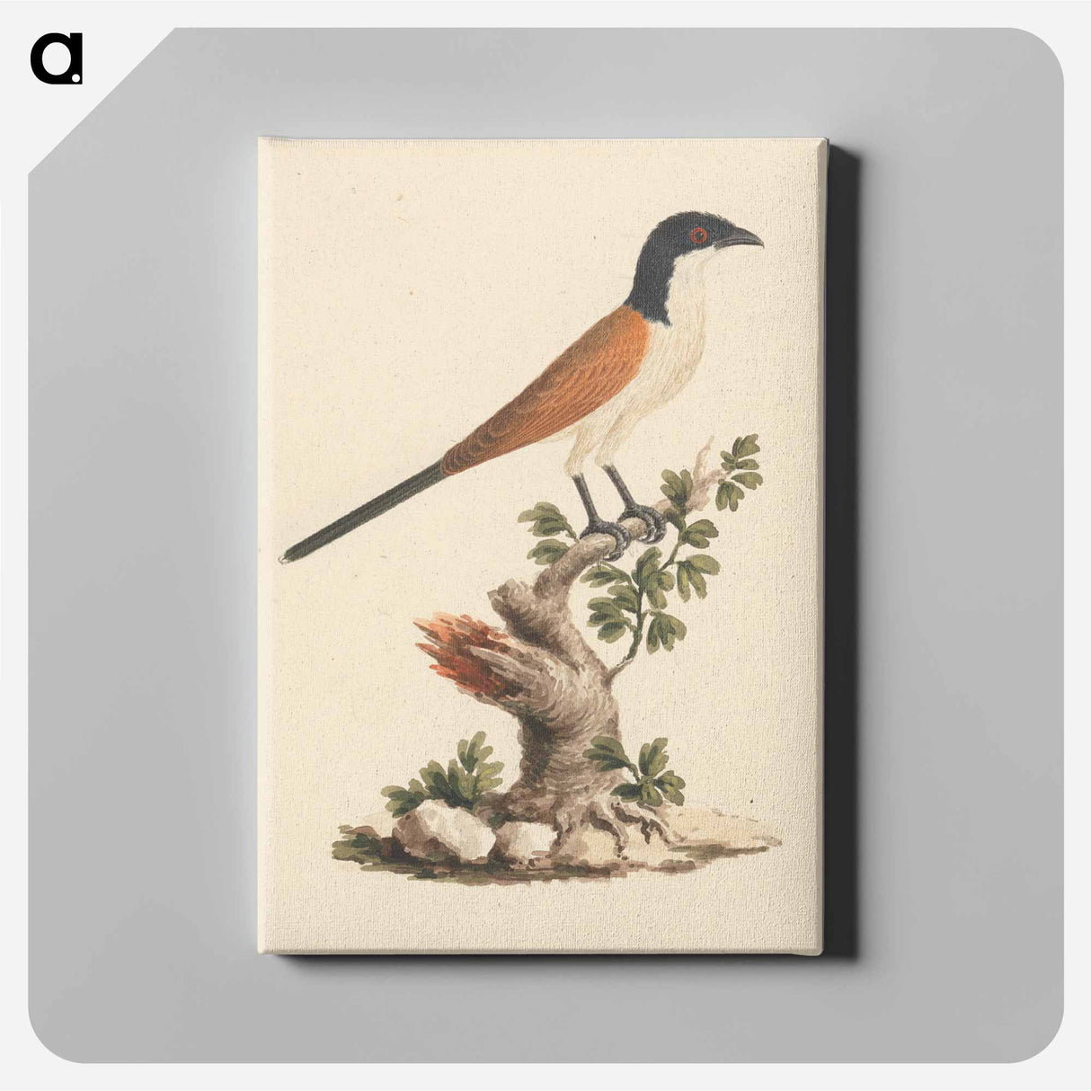 アートパネル-Blue-Headed Coucal
 - ルイージ バルガーニ Canvas.