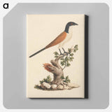 アートパネル-Blue-Headed Coucal
 - ルイージ バルガーニ Canvas.