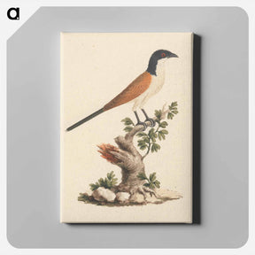 アートパネル-Blue-Headed Coucal
 - ルイージ バルガーニ Canvas.