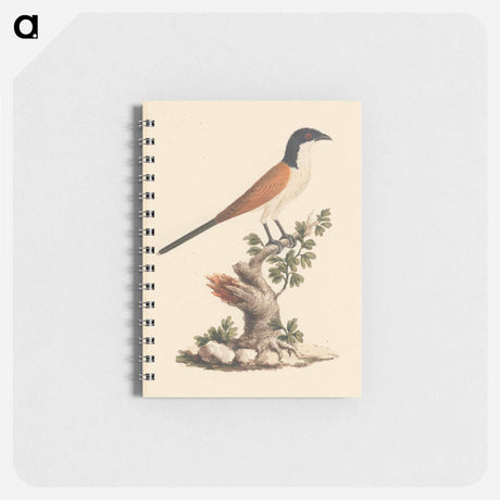 アートメモ帳-Blue-Headed Coucal
 - ルイージ バルガーニ Memo.