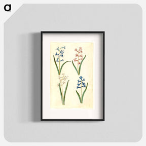 アートポスター-Hyacinthus Orientalis
 - マリア ジビーラ メーリアン Poster.