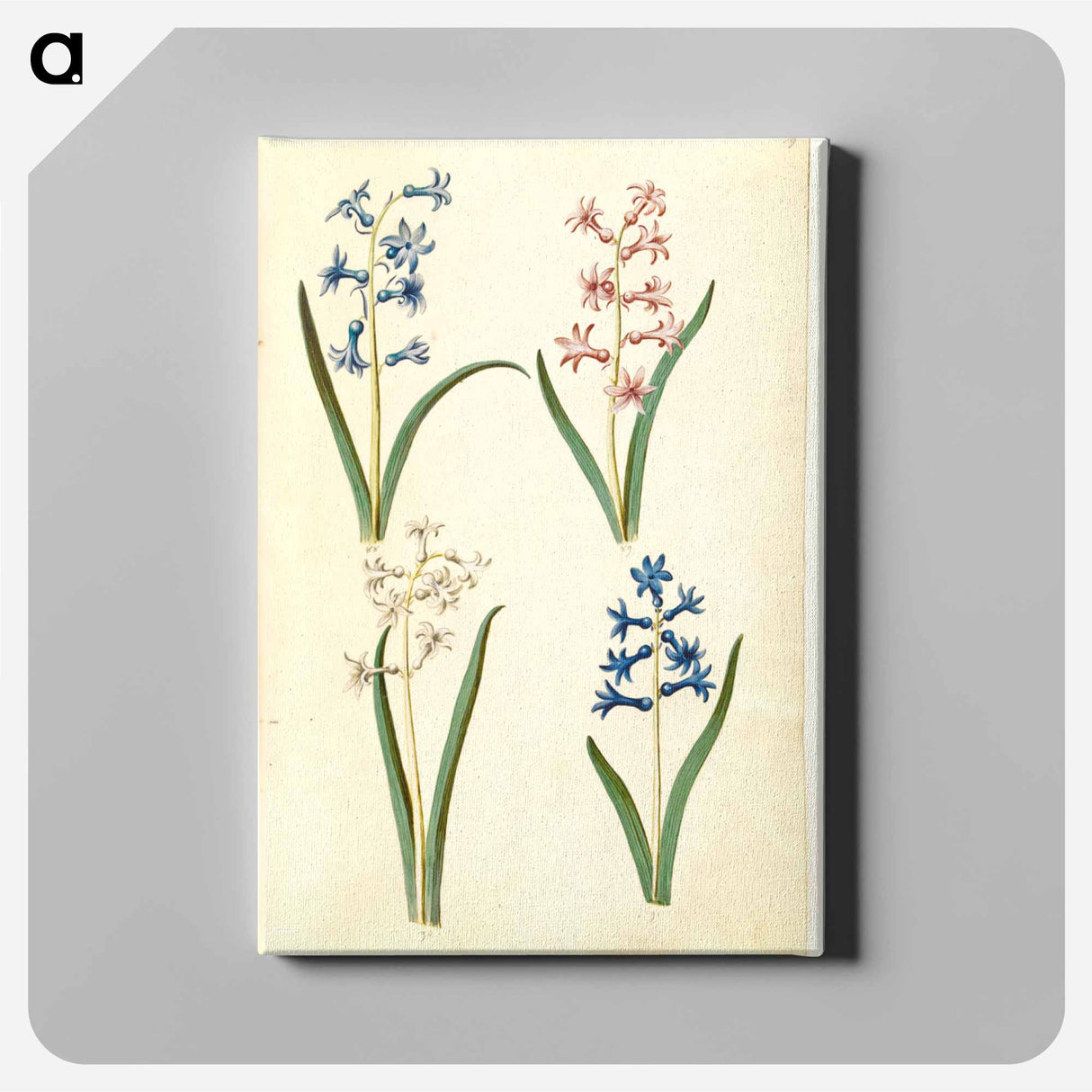 アートパネル-Hyacinthus Orientalis
 - マリア ジビーラ メーリアン Canvas.