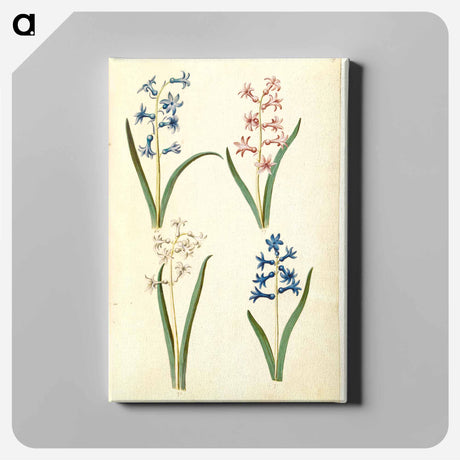 アートパネル-Hyacinthus Orientalis
 - マリア ジビーラ メーリアン Canvas.