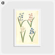 アートポストカード-Hyacinthus Orientalis
 - マリア ジビーラ メーリアン Postcard.