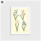 アートポストカード-Hyacinthus Orientalis
 - マリア ジビーラ メーリアン Postcard.