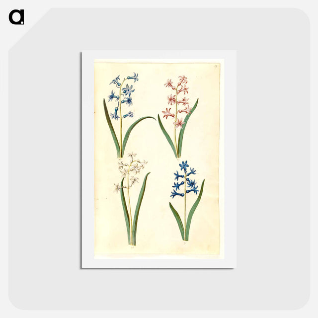 アートポストカード-Hyacinthus Orientalis
 - マリア ジビーラ メーリアン Postcard.