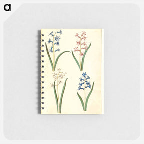 アートメモ帳-Hyacinthus Orientalis
 - マリア ジビーラ メーリアン Memo.