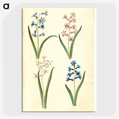 1-73_Maria-Sibylla-Merian_picture-crop