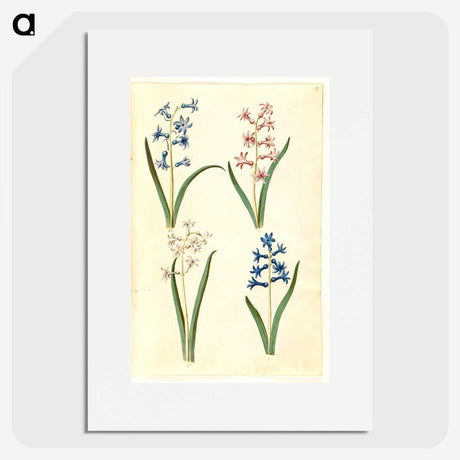 1-73_Maria-Sibylla-Merian_picture