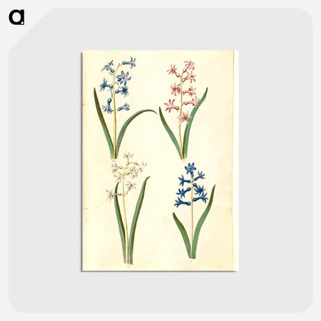アートポストカード-Hyacinthus Orientalis
 - マリア ジビーラ メーリアン Postcard.