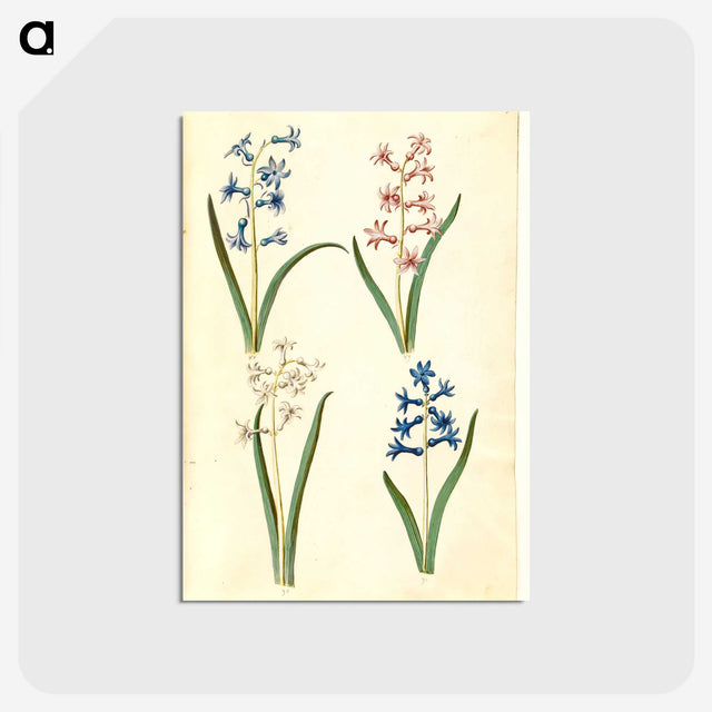 1-73_Maria-Sibylla-Merian_postcard