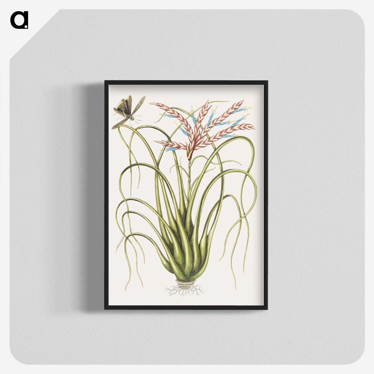 1-73_Mark-Catesby_blk-crop
