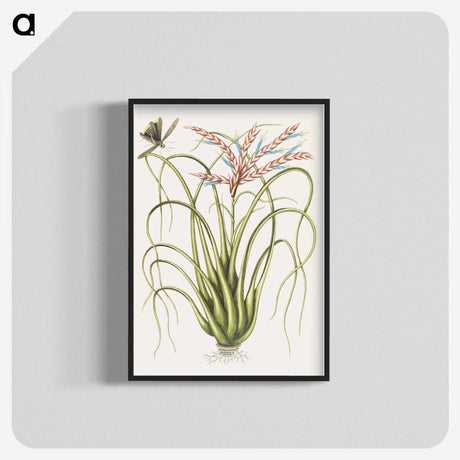 1-73_Mark-Catesby_blk-crop