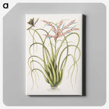 1-73_Mark-Catesby_canvas
