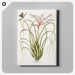 1-73_Mark-Catesby_canvas