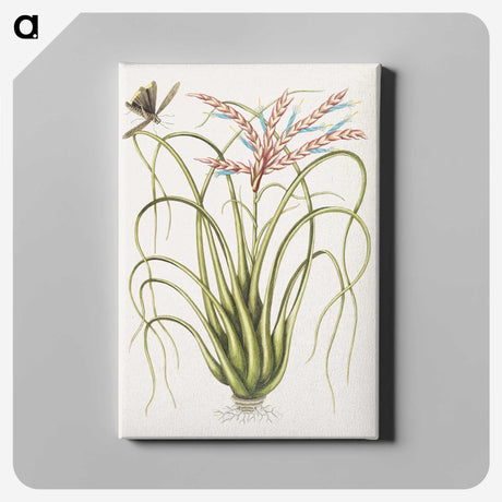 1-73_Mark-Catesby_canvas