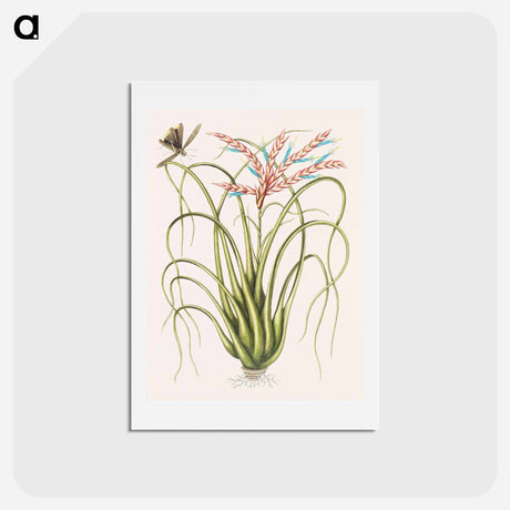 アートポストカード-Wild Pine
 - マーク ケイツビー Postcard.