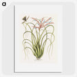 1-73_Mark-Catesby_picture