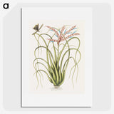 1-73_Mark-Catesby_picture