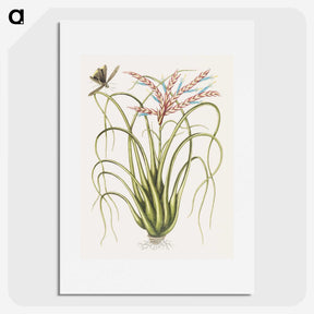 1-73_Mark-Catesby_picture