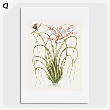 1-73_Mark-Catesby_picture
