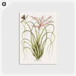 1-73_Mark-Catesby_postcard