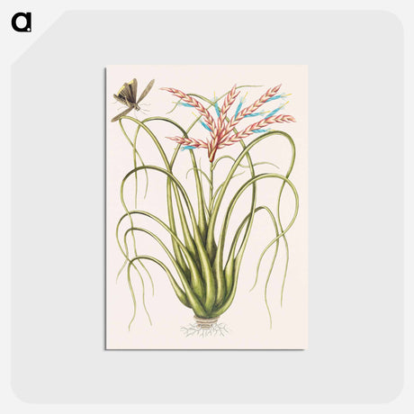 アートポストカード-Wild Pine
 - マーク ケイツビー Postcard.