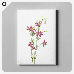 1-73_Mary-Vaux-Walcott_canvas