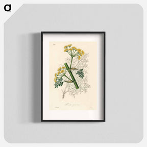 アートポスター-Ferula persica Illustration
 - 薬用植物学 Poster.