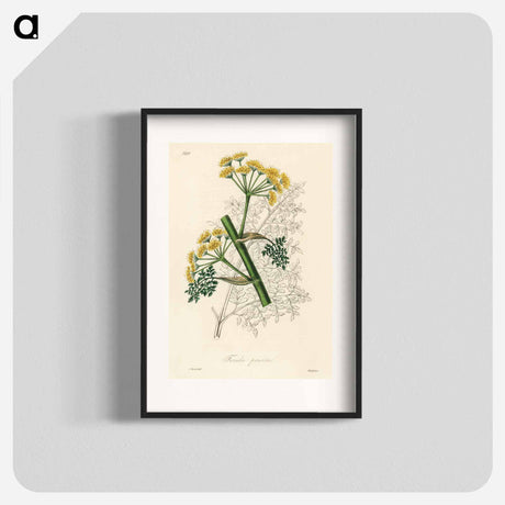 アートポスター-Ferula persica Illustration
 - 薬用植物学 Poster.