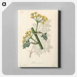 アートパネル-Ferula persica Illustration
 - 薬用植物学 Canvas.