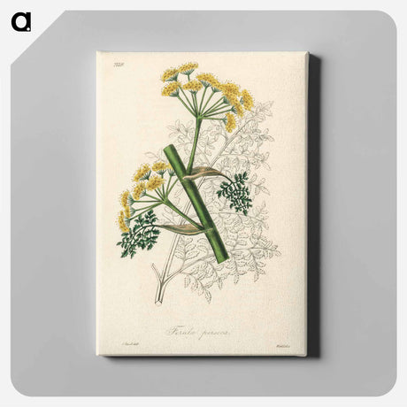 アートパネル-Ferula persica Illustration
 - 薬用植物学 Canvas.