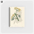 アートメモ帳-Ferula persica Illustration
 - 薬用植物学 Memo.